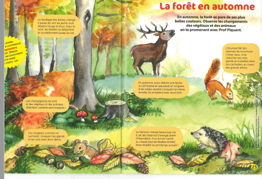 la-foret-automne